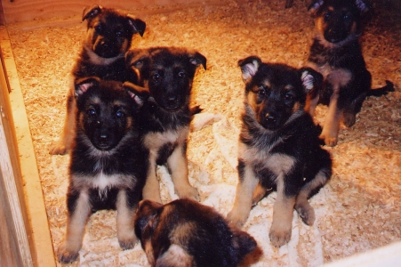 pups at 7 weeks